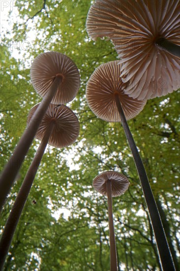 Long-stemmed garlic dwindler (Marasmius alliaceus), from below, lamellae, Hesse, Germany, Europe