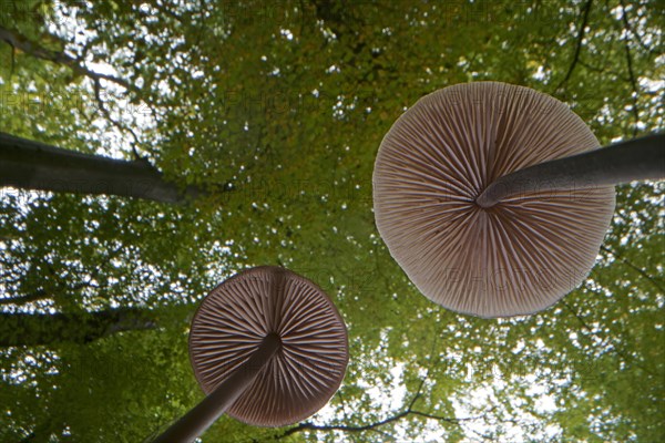 Long-stemmed garlic dwindler (Marasmius alliaceus), from below, lamellae, Hesse, Germany, Europe