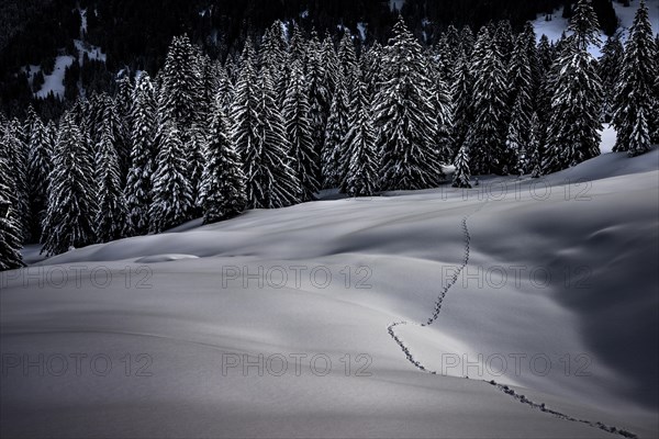 Single animal track in snowy winter landscape, Balderschwang, Oberallgaeu, Bavaria, Germany, Europe