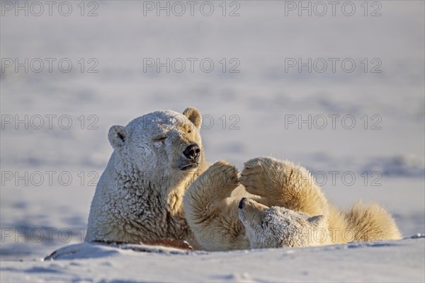 Polar bear, mother and young playing in the snow, Ursus maritimus, Kaktovik, Alaska