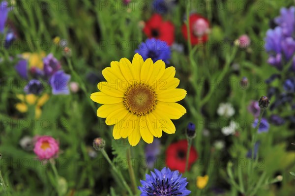 Colourful flower meadow, Schwaebisch Gmuend, Baden-Wuerttemberg, Germany, Europe