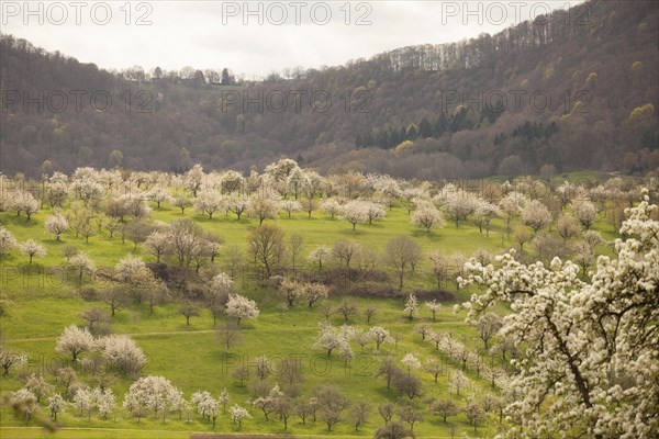 Orchard meadow near Weilheim an der Teck, Swabian Alb. Cherry blossom, apple blossom and pear blossom in full splendour