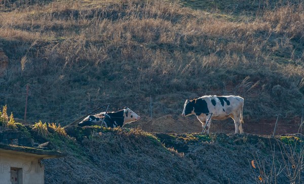 Two black and white cows behind fence wire on mountainside in evening sun