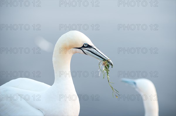 Northern gannet (Morus bassanus) with algae as nesting material in its beak, close-up, second animal in front of the sea in the background, Lummenfelsen, Helgoland Island, North Sea, Schleswig-Holstein, Germany, Europe