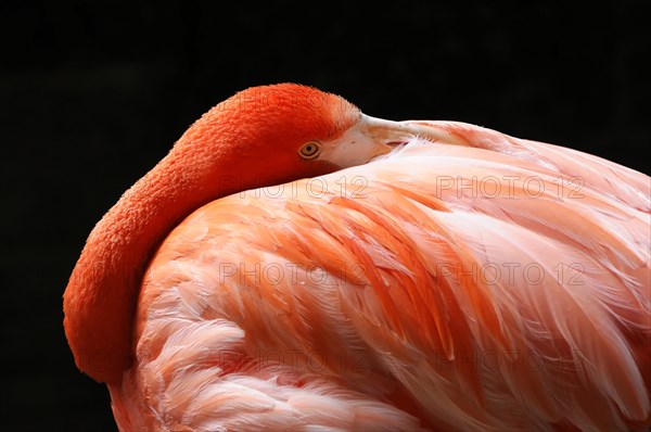 American flamingo (Phoenicopterus ruber), in the zoo, Captive, Germany, Europe