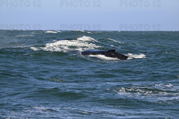 Humpback whale (Megaptera novaeangliae) near Gaansbai, Western Cape Province, South Africa, Africa