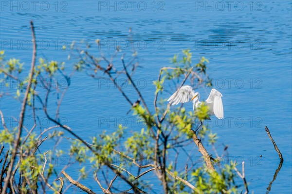 Great white egret landing on branch of drift wood over blue water