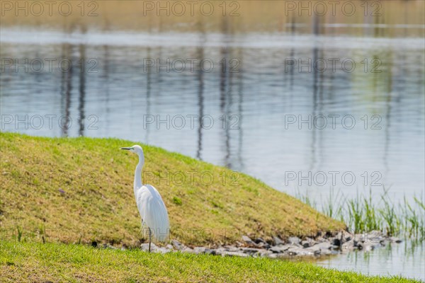 Snowy white egret standing on grassy shore of lake in South Korea