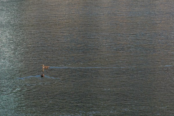 Two spot bill ducks swimming in river