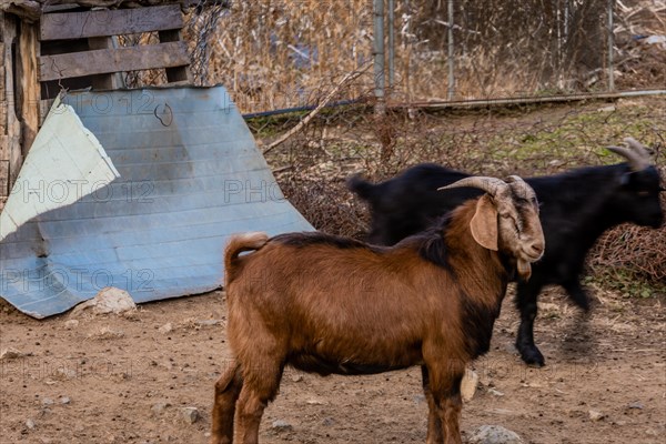 Closeup of large brown black Bengal goat standing in front of fence with black goat behind. Black goat has motion blur from slow shutter speed
