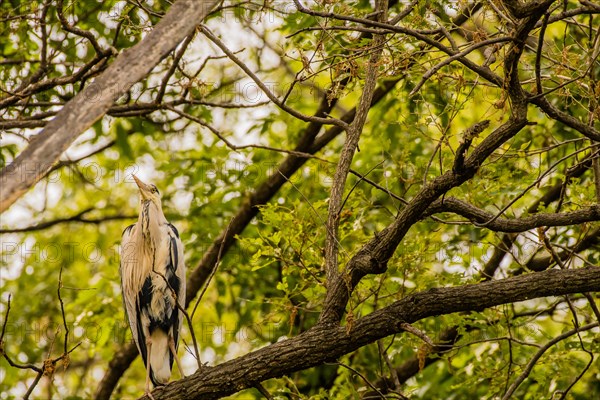 Gray heron perched on a tree branch with green foliage in the background