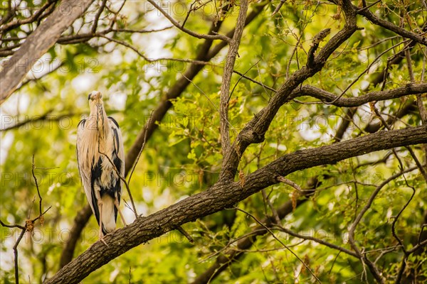 Gray heron perched on a tree branch with green foliage in the background