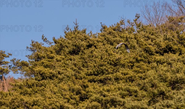 Gray heron gracefully flying in front of evergreen trees with wings fully extended on sunny day