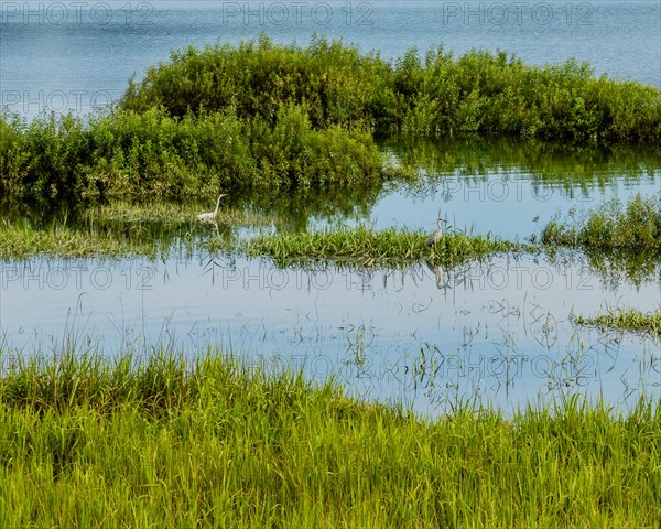 Landscape of a lake with a white egret and a blue heron standing in tall reeds