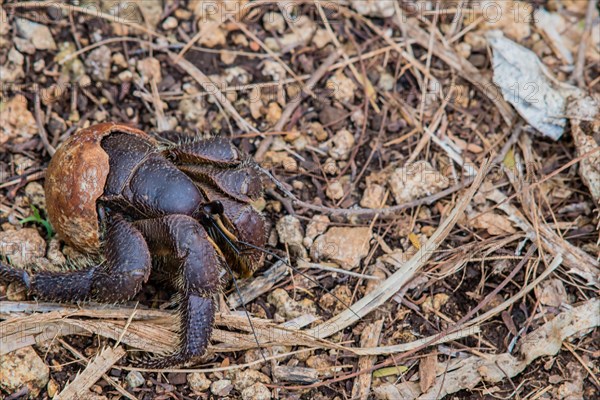 Closeup of a large hermit crab crawling across ground covered with small rocks and leaves