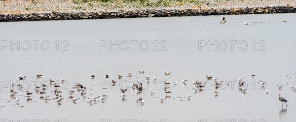 Flock of seagull in shallow water of a inland sea in South Korea with rocky shoreline in background