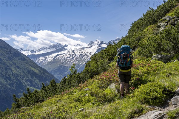 Mountaineer on hiking trail with alpine roses, Berliner Hoehenweg, summit Grosser Moeseler and Turnerkamp, Zillertal Alps, Tyrol, Austria, Europe