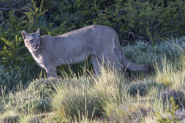 Cougar (Cougar concolor), silver lion, mountain lion, cougar, panther, small cat, Torres del Paine National Park, Patagonia, end of the world, Chile, South America