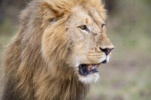 Lion (Panthera leo) Masai Mara Kenya