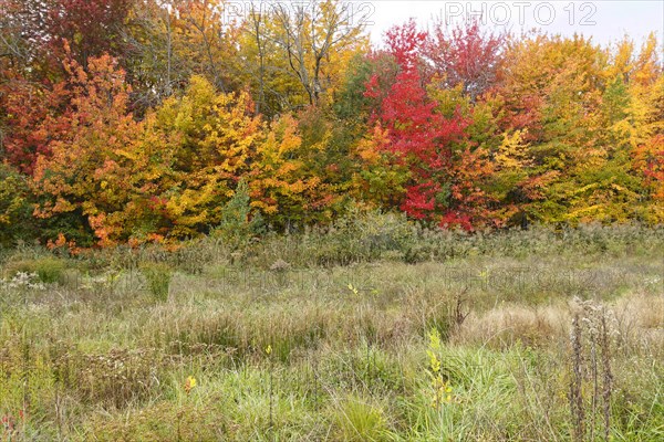 Forest with colourful leafs in autumn, Quebec of Province, Canada, North America