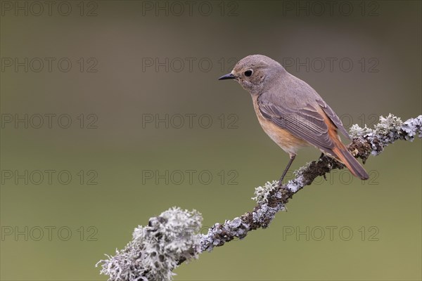 Common redstart (Phoenicurus phoenicurus), female, province of Castile-Leon, Spain, Europe