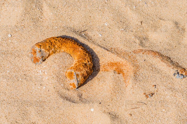 Rusted metal pipe laying in the sand at a beach