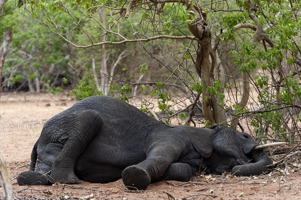 Sleeping African elephant (Loxodonta africana), sleeping, resting, lazy, resting, lying, shade in Chobe National Park, Botswana, Africa