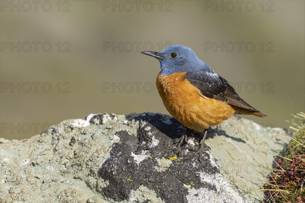 Common rock thrush (Monticola saxatilis), male, Castile-Leon province, Picos de Europa, Spain, Europe