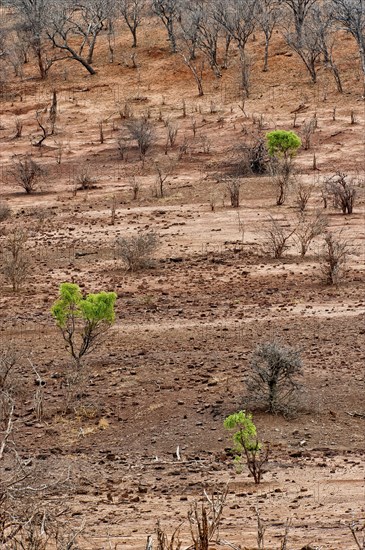 Single green trees in the dry landscape, climate change, dry, aridity, climate, vegetation, drought, heat, barren, global, sun, weather, temperature, parched, Botswana, Africa
