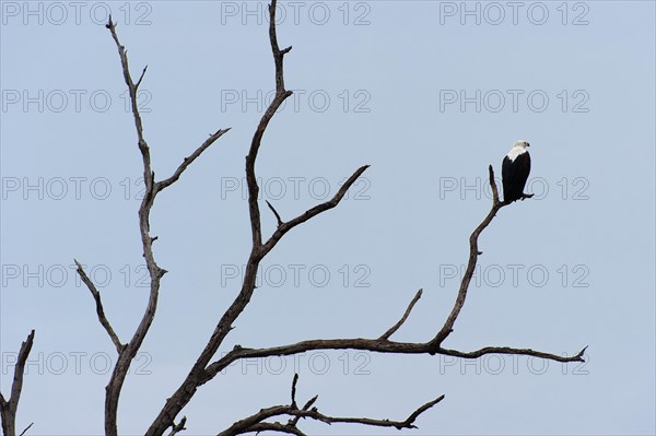 African Fish Eagle (Haliaeetus vocifer), White-tailed Eagle, African Fish Eagle on a tree, branch, branches, dead, Chobe National Park, Botswana, Africa