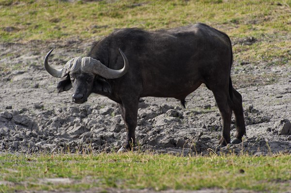 African buffalo (Syncerus caffer), aggressive, danger, mimic, safari, free-living, wilderness, Chobe National Park, Botswana, Africa