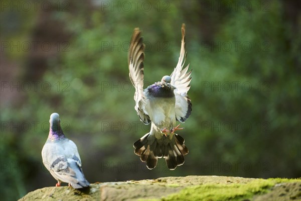 Feral pigeon (Columba livia domestica) landing on a rock, flying, Bavaria, Germany Europe