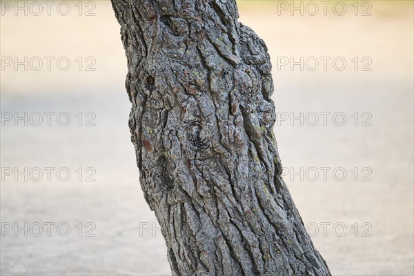 Scots pine (Pinus sylvestris) bark, tree trunk, France, Europe