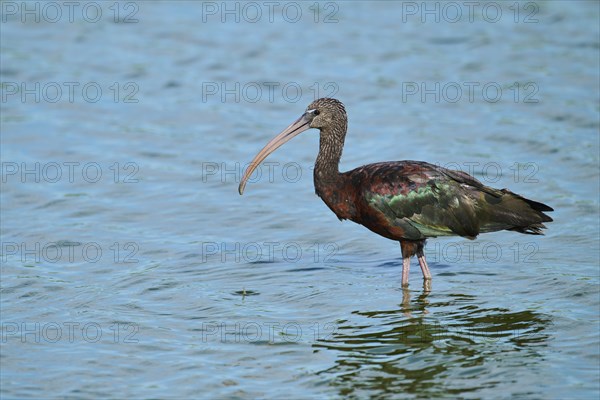 Glossy ibis (Plegadis falcinellus) standing in the water, hunting, Parc Naturel Regional de Camargue, France, Europe