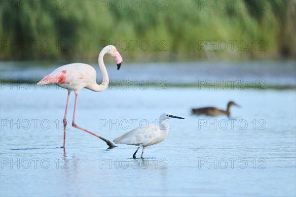 Little egret (Egretta garzetta) standing in the water in front of a Greater Flamingo (Phoenicopterus roseus), Parc Naturel Regional de Camargue, France, Europe