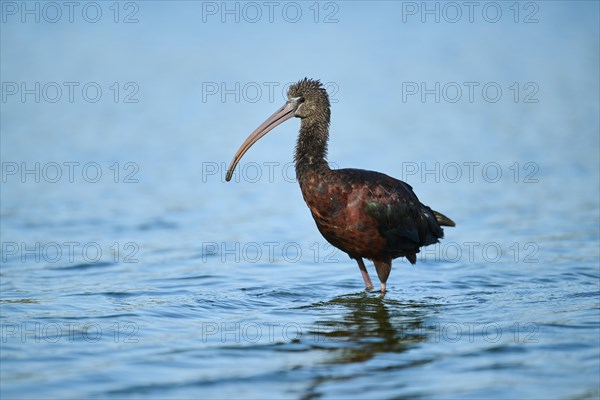 Glossy ibis (Plegadis falcinellus) walking in the water, hunting, Parc Naturel Regional de Camargue, France, Europe