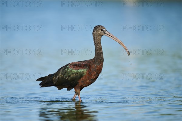 Glossy ibis (Plegadis falcinellus) walking in the water, hunting, Parc Naturel Regional de Camargue, France, Europe