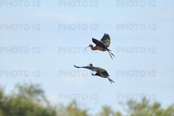Glossy ibis (Plegadis falcinellus) flying in the sky, arguing, Parc Naturel Regional de Camargue, France, Europe