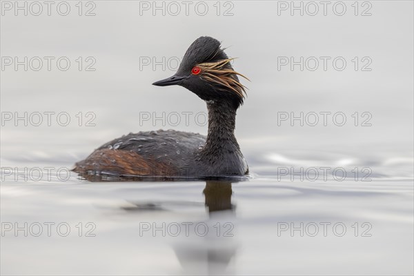 Black-necked Grebe (Podiceps nigricollis), El Taray wetland, Castilla-La Mancha, Spain, Europe