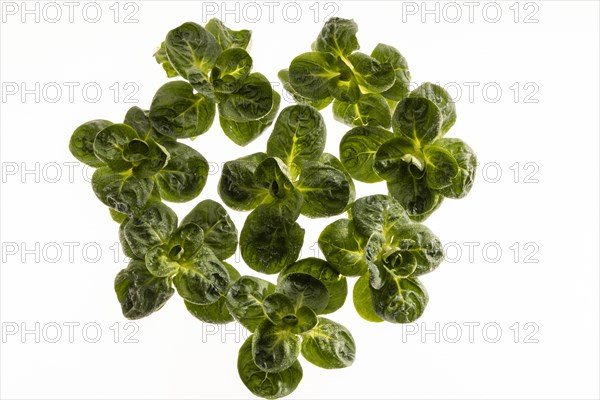 Field salad, studio shots on a white background