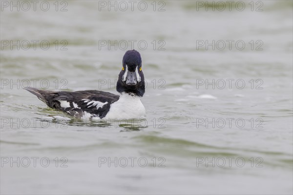 Barrow's goldeneye (Bucephala islandica), male, Laxa River, Lake Myvatn, Iceland, Europe