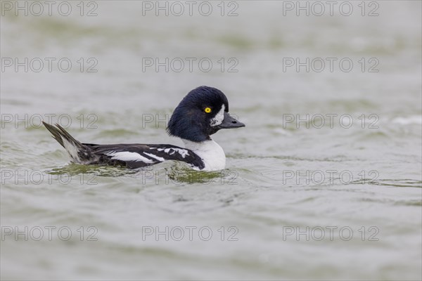 Barrow's goldeneye (Bucephala islandica), male, Laxa River, Lake Myvatn, Iceland, Europe