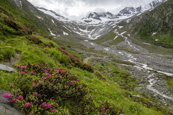 Alpine roses in bloom, view of the Schlegeisgrund valley, glaciated mountain peaks Hoher Weiszint and Dosso Largo with Schlegeiskees glacier, Berliner Hoehenweg, Zillertal, Tyrol, Austria, Europe