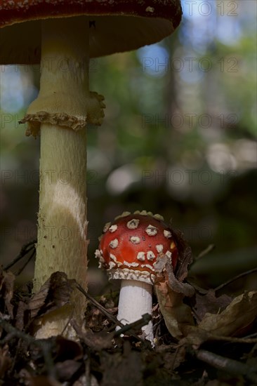 Fly agarics (Amanita muscaria), fruiting body, Hesse, Germany, Europe