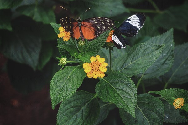 An orange-black and a black-and-white butterfly on leaves next to yellow flowers, Krefeld Zoo, Krefeld, North Rhine-Westphalia, Germany, Europe