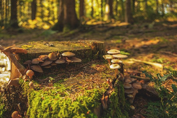 Several small mushrooms growing on a moss-covered tree stump in a sunny forest clearing, Wuppertal Vohwinkel, North Rhine-Westphalia, Germany, Europe