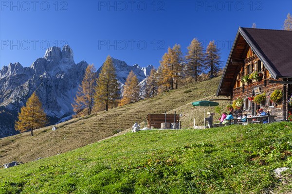 Alpine hut in autumn in front of larches and mountains, Sulzenalm, behind Bischofsmuetze, Dachstein mountains, Austria, Europe