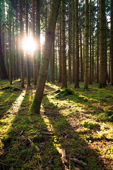 Rays of sunlight break through the tree trunks and create plays of light on the forest floor, Unterhaugstett, Black Forest, Germany, Europe