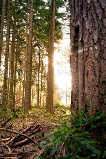 Sunlight streams through the spruce trees of the forest onto a forest path, Unterhaugstett, Black Forest, Germany, Europe