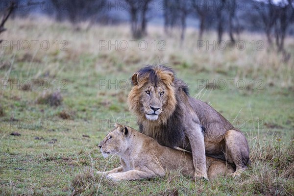 Lion (Panthera leo) Masai Mara Kenya